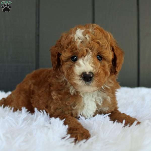 Blaze, Miniature Poodle Puppy